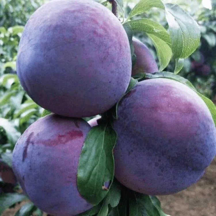 嫁接李子树苗特大黑霸王脱骨李子苗种植盆栽地栽当年结