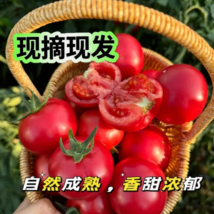 水果西红柿，，新鲜采摘，爆汁，番茄口感浓郁