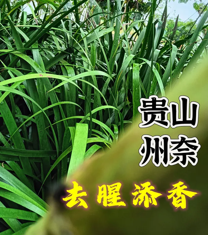 贵州五香三奈随手香香香菖蒲野生红根小叶新鲜带根牛瘪大料