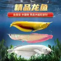 热带观赏鱼七彩银龙鱼黄化银龙鱼活体鱼