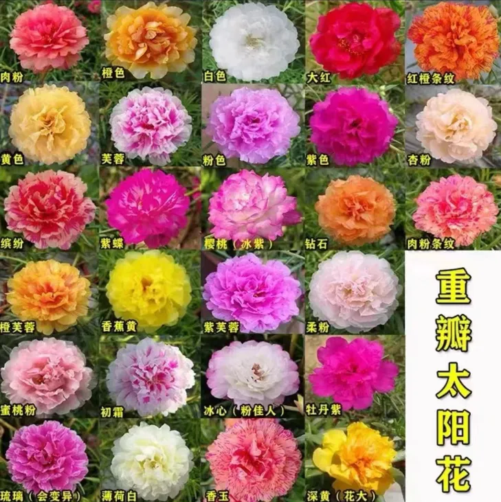 多色重瓣太阳花老桩苗  太阳花苗盆栽 四季开花