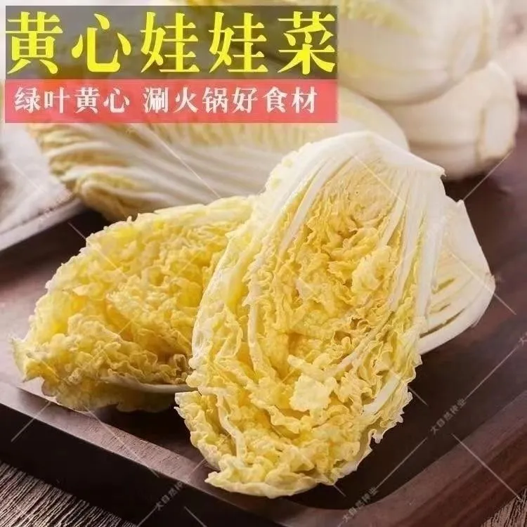 露天种植新鲜现挖先发黄心娃娃菜l绿色蔬菜健康五斤