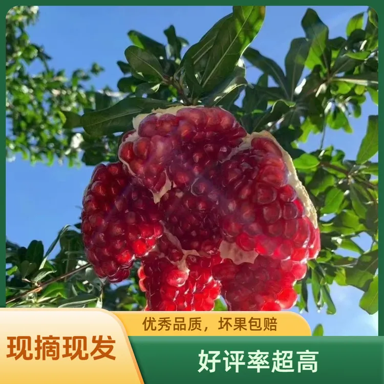 【现摘现发】四川会理突尼斯软籽石榴4.5/8斤坏果包赔甜美多汁