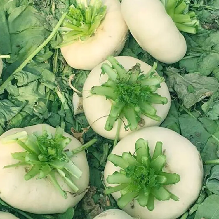 温州楠溪江特产高山上 盘菜 白萝卜