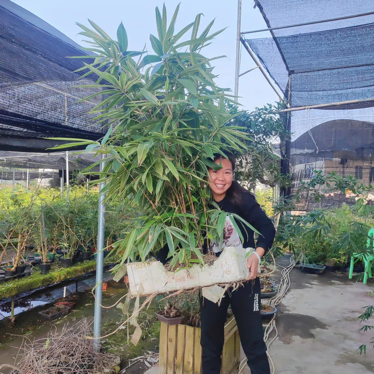 七彩红竹红宝竹红宝石自带七色单杆