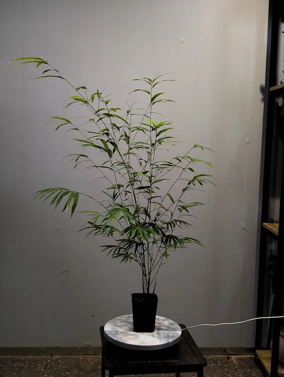 内门竹精品苗多杆一米左右