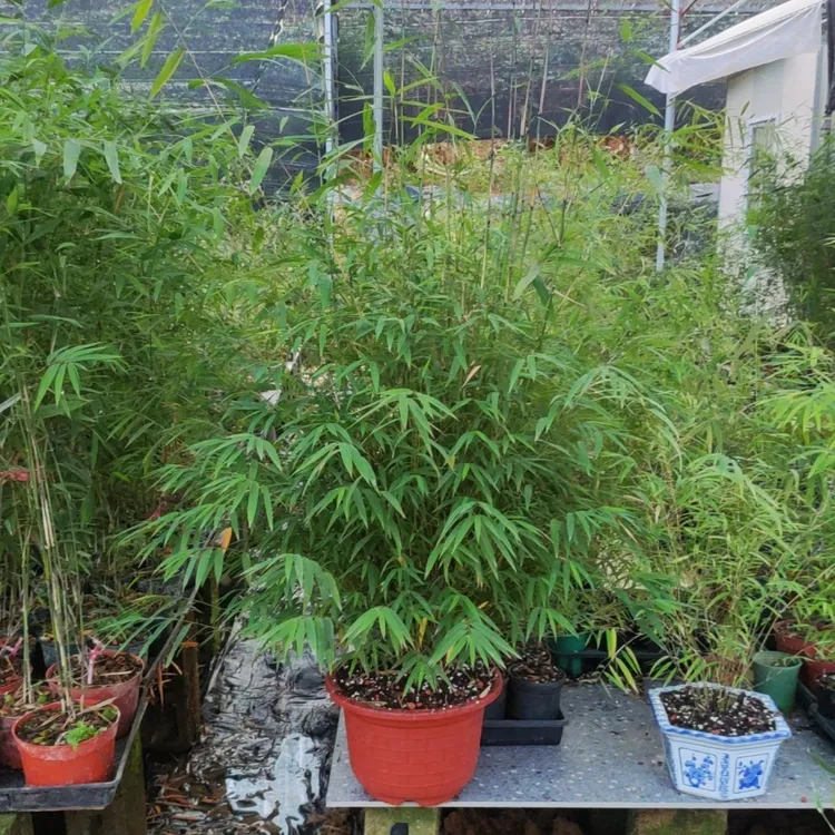 内门竹基地精品苗精壮苗