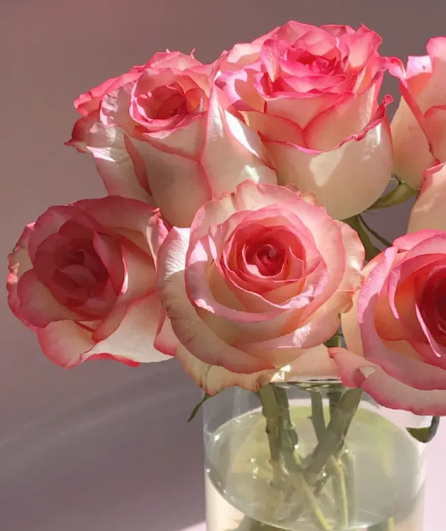 【艾莎玫瑰】斗南鲜花云南直发冬季玫瑰鲜花两单包邮