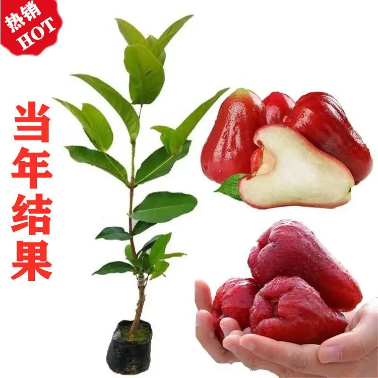 广西正宗莲雾嫁接苗 黑金刚 黑糖 大叶红莲雾苗 带土带叶发货树苗