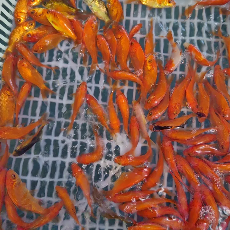 草金鱼3-5厘米100条