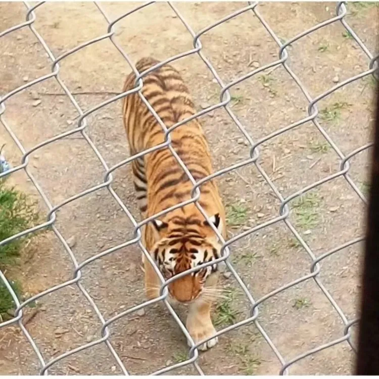 钢丝网铁丝网果园养鸡网拦鸡网牛羊养殖围栏网栅栏网片网格勾花网