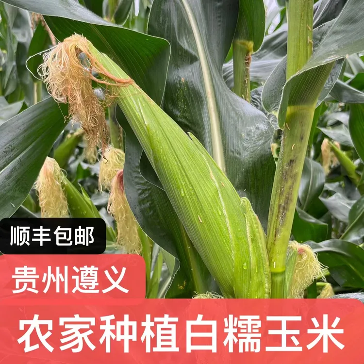 应季白糯玉米带壳发货】贵州遵义农家露天种植4斤起新鲜包谷顺丰