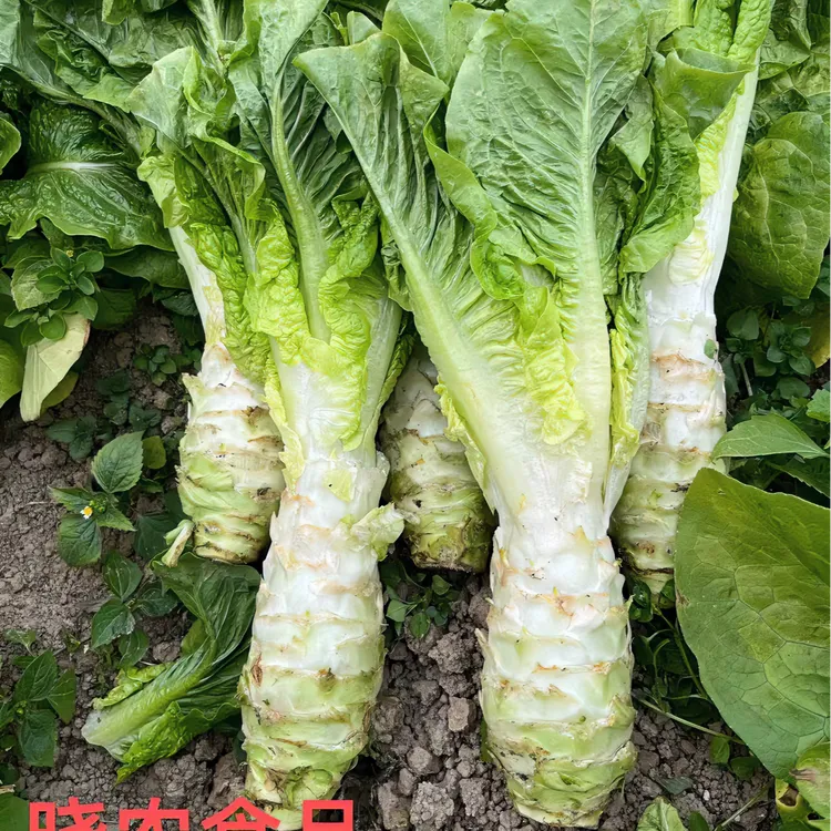 【罗汉莴笋】贵州遵义农家新鲜露天现摘香莴笋4-6斤起食用农产品