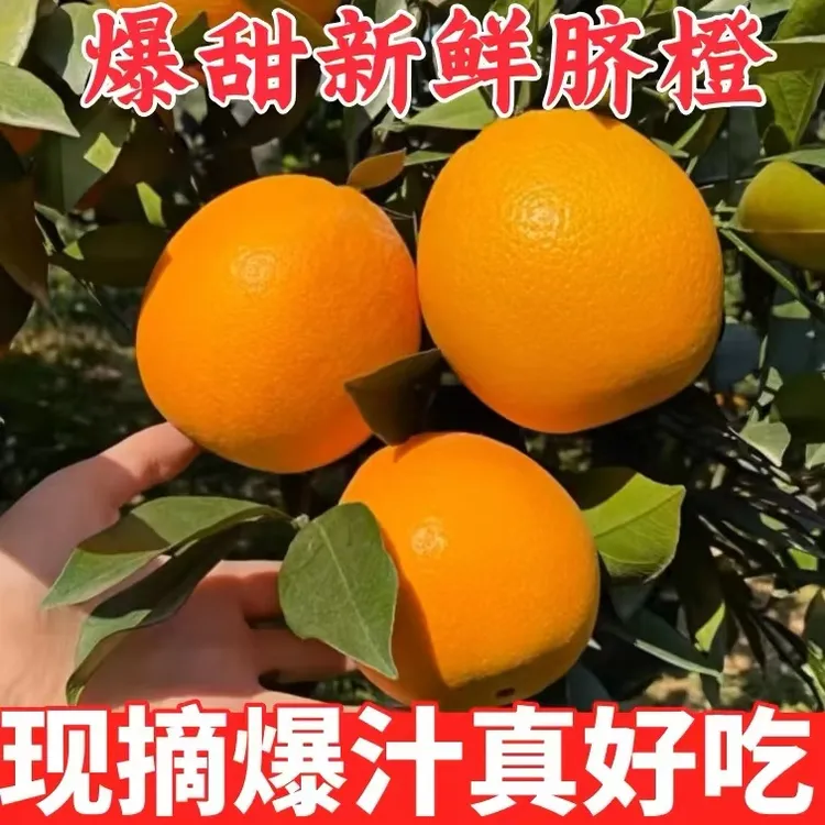 现摘现发正宗纽荷尔新鲜水果采摘橙子宜昌脐橙大个甜橙时令当季