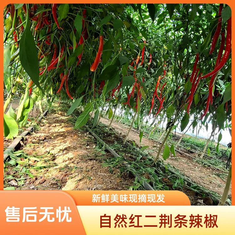 自然成熟红二荆条辣椒 精品红二荆条线椒中辣新鲜美味现摘现发