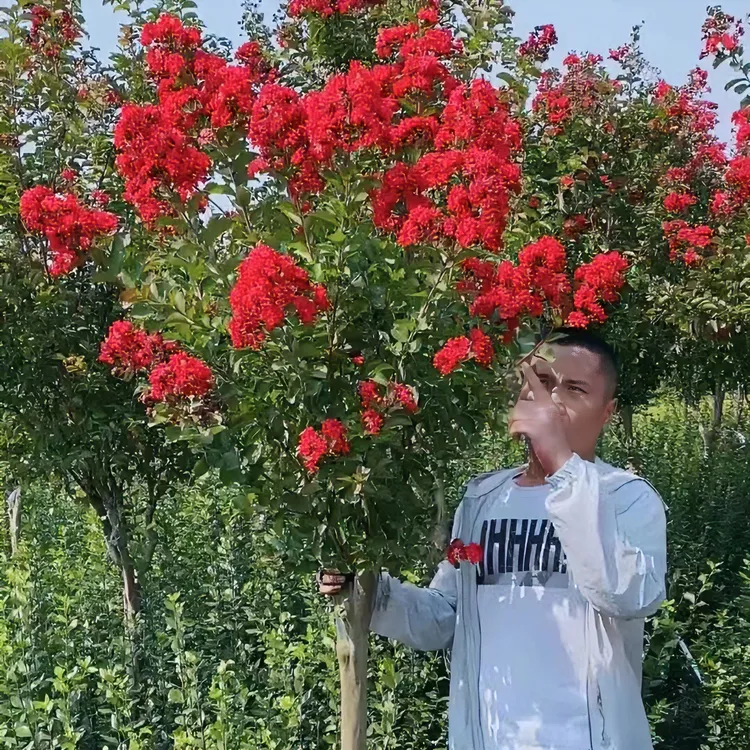 红花石楠花紫薇好栽好养紫薇树木棉树栾树花