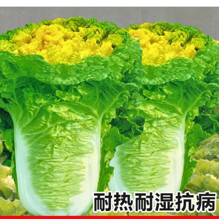 黄芽大白菜种子北京徐州小杂黄心大白菜春秋包心白菜播种蔬菜种子