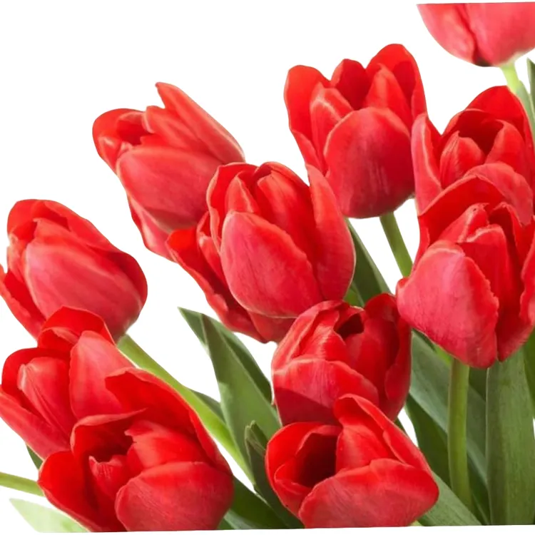 【自然球】郁金香种球进口球12+秋冬季种植耐寒易养护盆栽切花