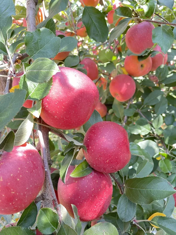 云南昭通冰糖心红富士苹果脆甜多汁高山种植新鲜水果