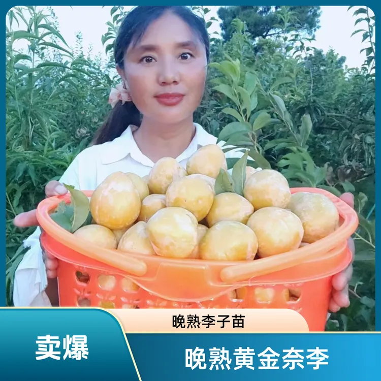贵州碧绿果圃场嫁接晚熟黄金奈李子苗