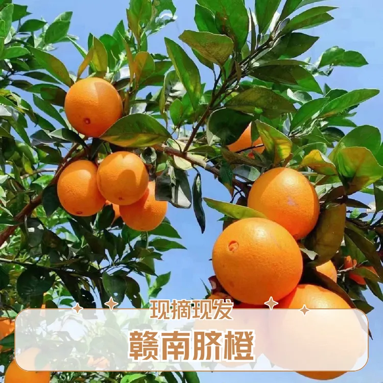 赣南信丰脐橙自家果园现摘现发10斤装