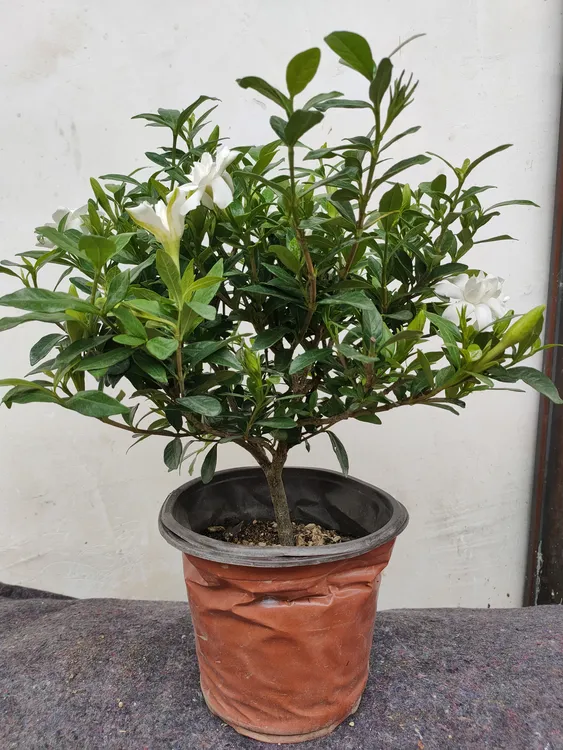 【中等颗型】独杆棒棒糖小叶栀子浓香型四季花卉重瓣花盆景地栽阳台
