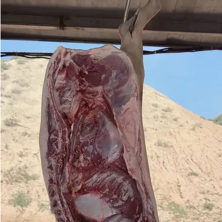 整头25斤左右顺丰包邮青藏甘南生态放牧2年跑山藏香蕨麻人参猪