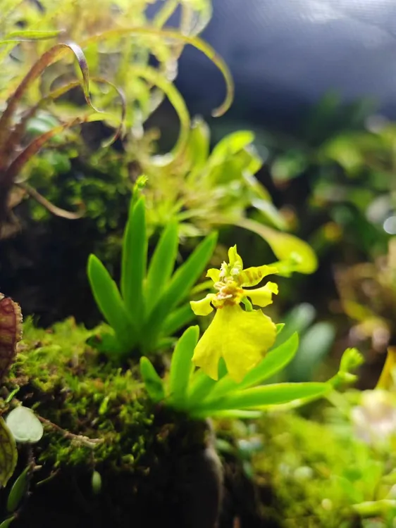 迷你 扇叶文心兰 雨林缸配景也好看