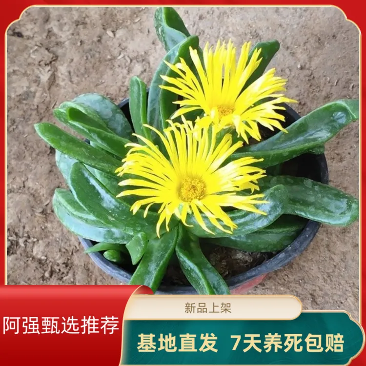 【粉丝专属】多肉植物佛手托金扦插简单防辐射盆栽黄色