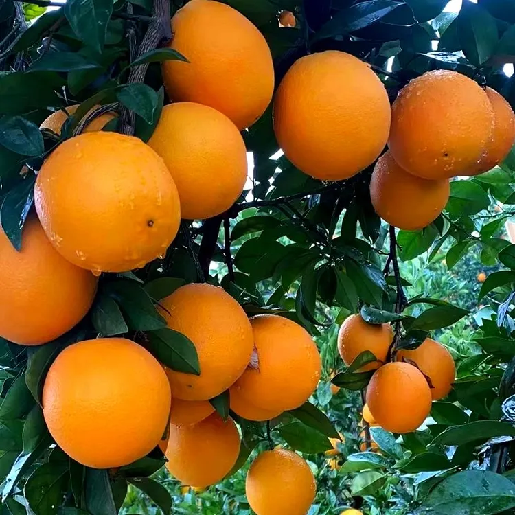 赣南脐橙正宗江西新鲜当季水果现摘现发皮薄肉嫩产地直发