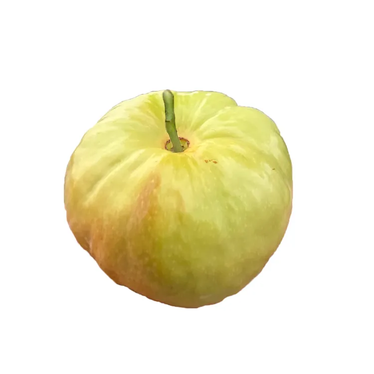 花 蟠花 南北方开花