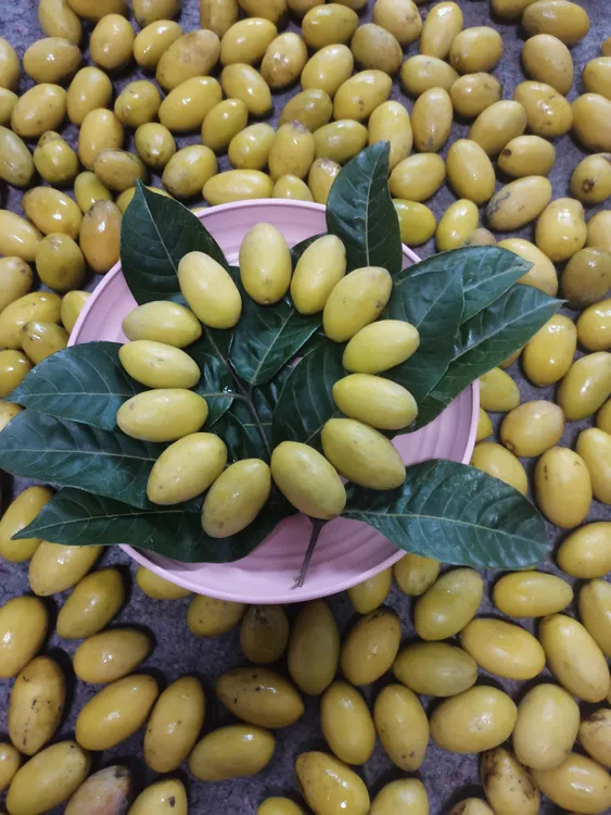 橄榄菜   新鲜0添加