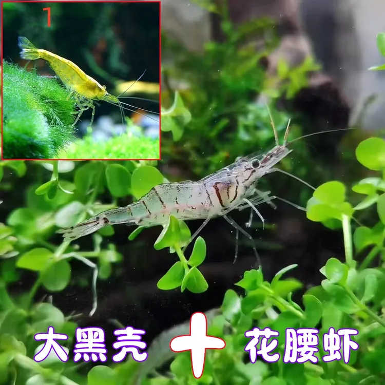 花腰虾大号黑壳虾鱼缸观赏除丝藻刚毛藻除藻混养虾小型工具鱼活体