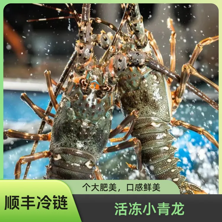 东山岛活冻小青龙海鲜鲜活速冻大青龙龙虾花龙古巴龙 