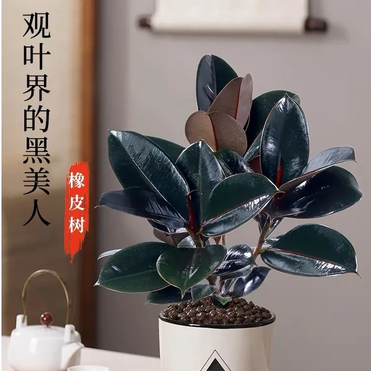 黑金刚橡皮树盆栽绿植好养活室内四季常青吸甲醛观叶净化空气植物
