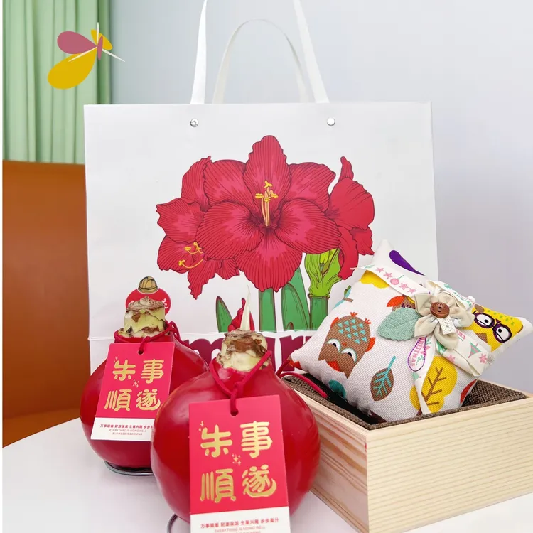 「 朱顶红种球 」