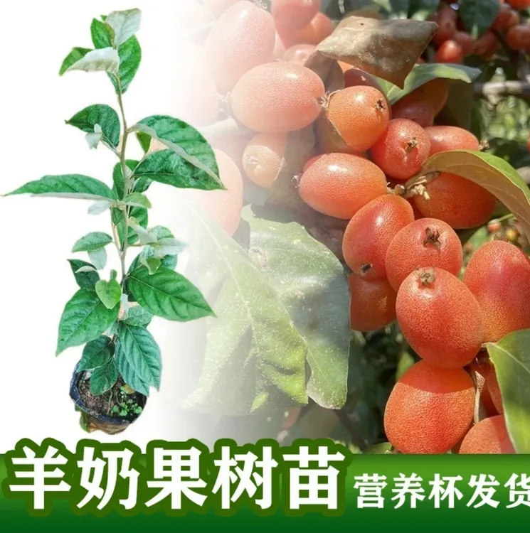 羊奶果苗羊奶果树苗胡颓子果树苗盆栽地载庭院阳台种南方种植大果