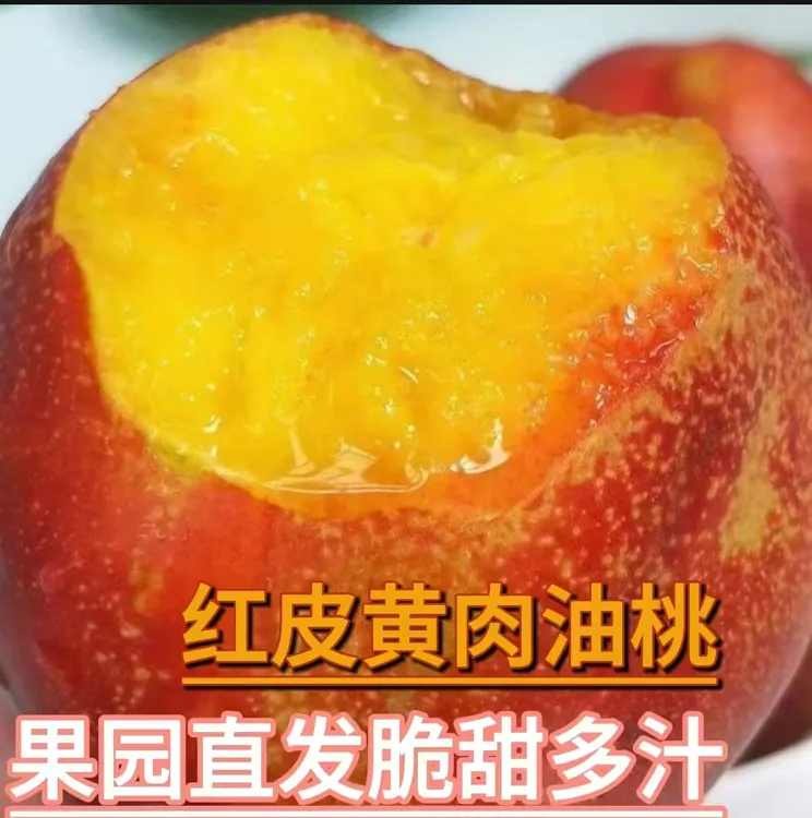 沂蒙山晚熟油桃自然成熟新鲜采摘香甜爆汁爽口即食5/9斤产地直发