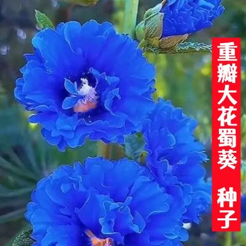 混色重瓣蜀葵花种一丈红种子室外庭院阳台多年生四季活花卉籽子