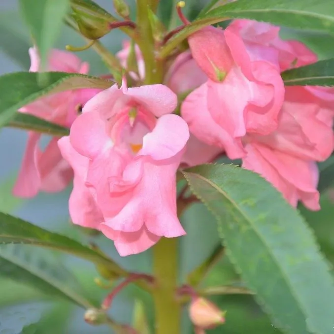凤仙花种子阳台盆栽花卉四季播凤仙花籽染指甲花种子驱蛇花卉