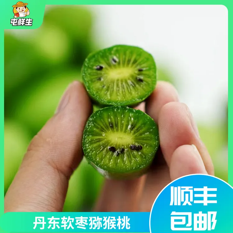 屯鲜生 | 丹东特产软枣猕猴桃软枣子狗枣子1/2/3斤普通装