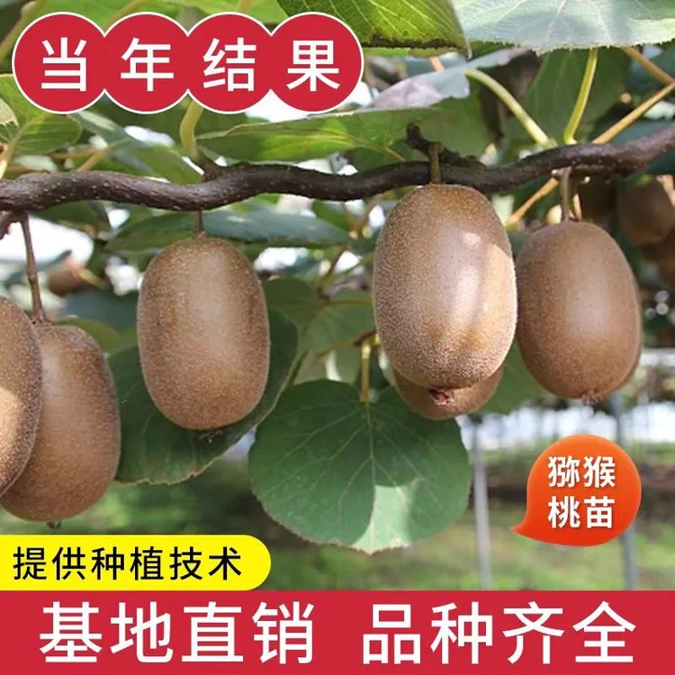 红心猕猴桃树苗公母同珠南方北方种植耐寒水果盆栽阳台地蓝莓树苗