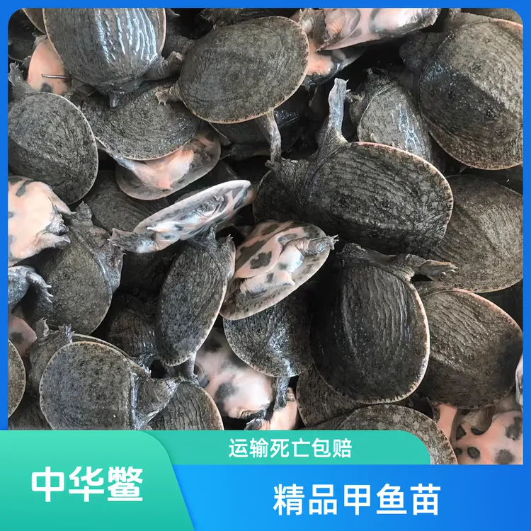 福利中华甲鱼苗适合鱼塘水库稻田套养养殖生态精品甲鱼苗包活到家