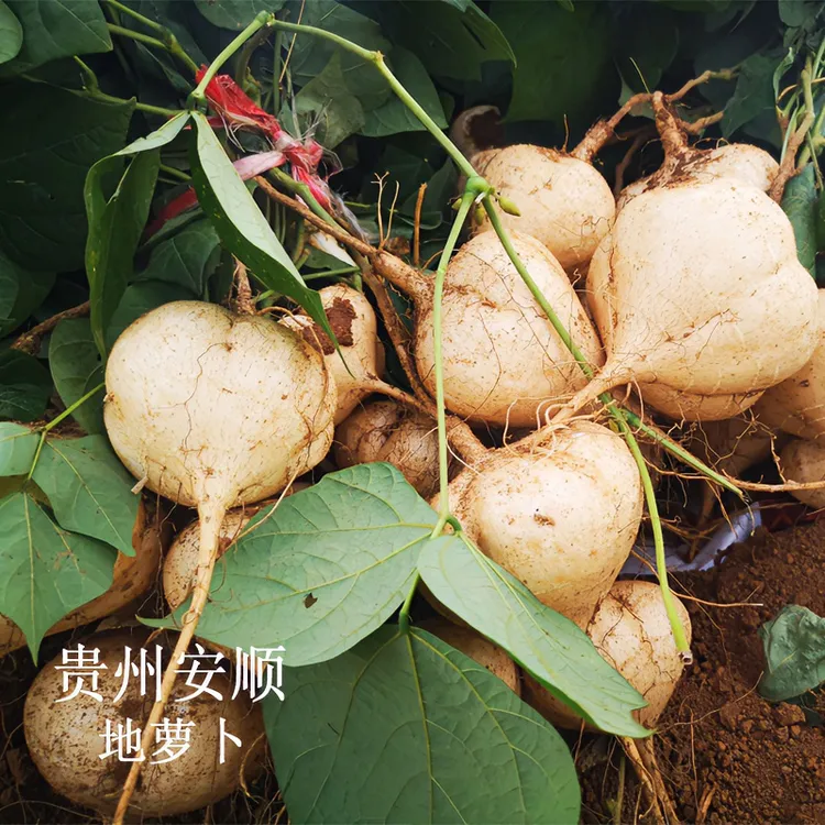 新鲜地萝卜贵州安顺特产凉薯地瓜新鲜蔬菜水果多汁脆甜沙葛薯土瓜