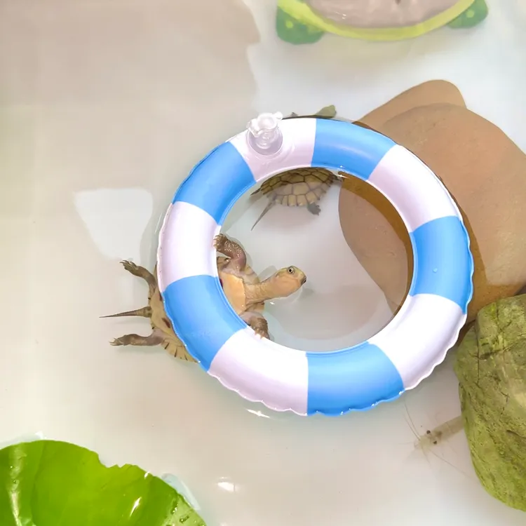 夏季西非龟玩具迷你泳圈水族馆鱼缸泳池装饰乌龟游泳圈吉祥三宝