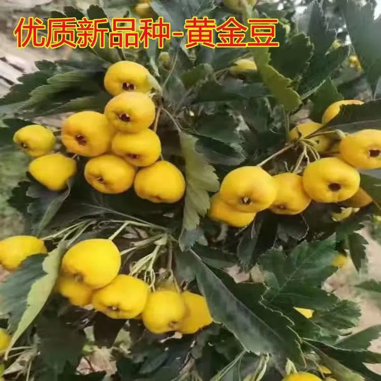 黄果山楂树苗，适合南方北方种植