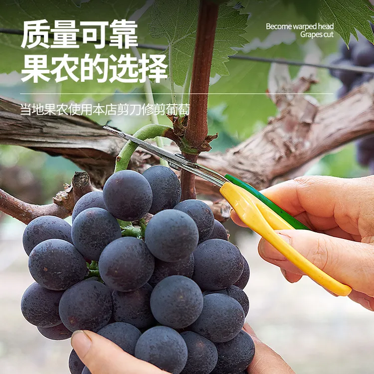 摘果弯尖头家用不锈钢蔬果葡萄园翘头园艺剪枝蔬果剪刀丰收季