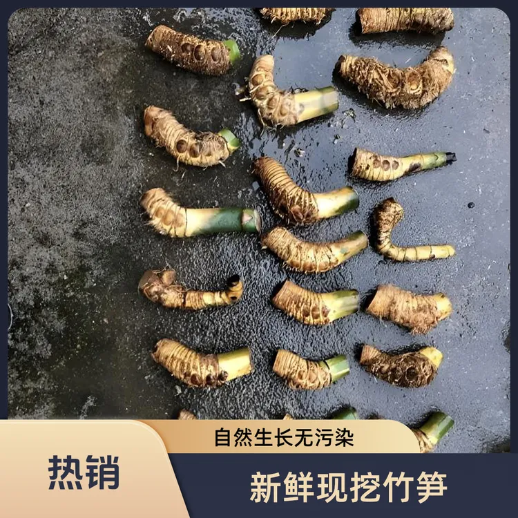 小叶竹根簕竹富贵绿植盆栽客厅室内植物富贵竹茶室茶台竹子
