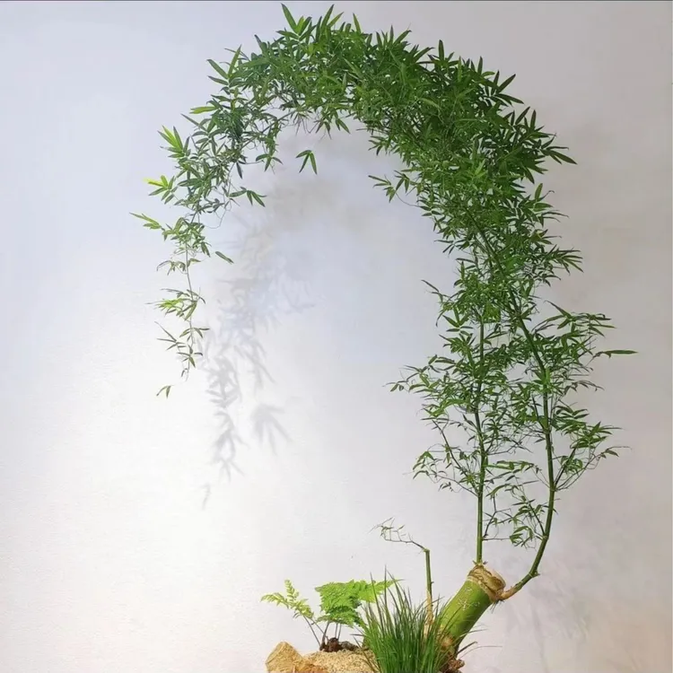 禅意好养护小叶勒竹生桩创意盆景四季常青裸根勒竹园林盆景植物