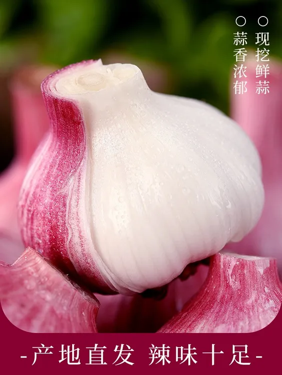2024年 新鲜大蒜大果9斤现挖新蒜河南大蒜腌制糖醋蒜紫皮大蒜